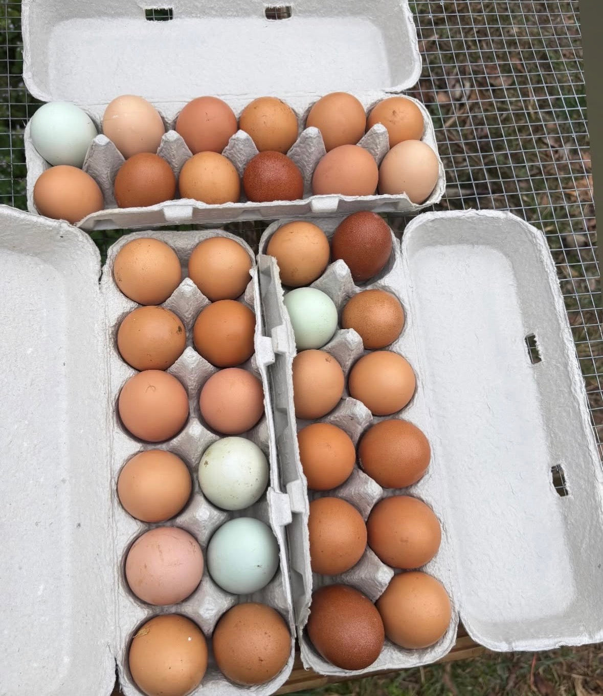 Farm fresh eggs