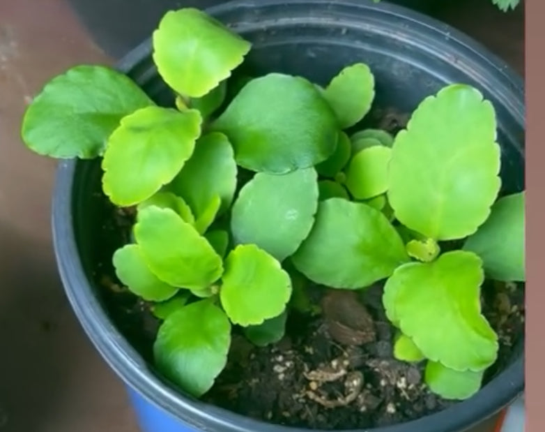 Edible Plants (local)