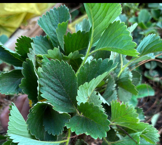 Edible Plants (local)