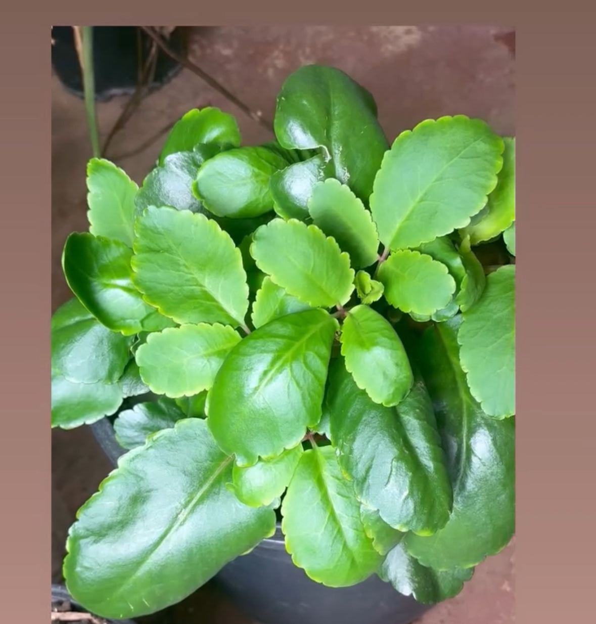 Edible Plants (local)