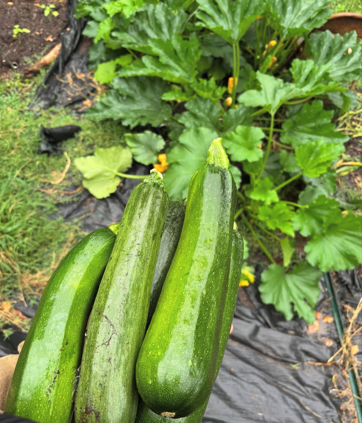 Produce Bundles